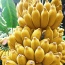 Chuối sứ (chuối xiêm) chín loại 1, sản phẩm VietGAP